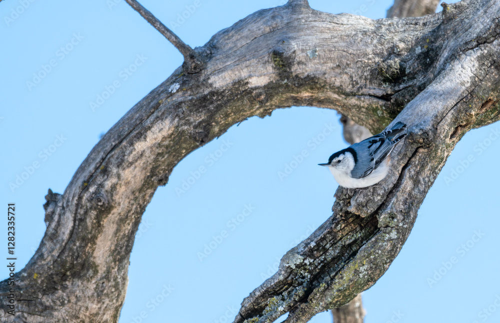 White-breasted nuthatch perched on a branch. White-breasted nuthatch perched on a branch.