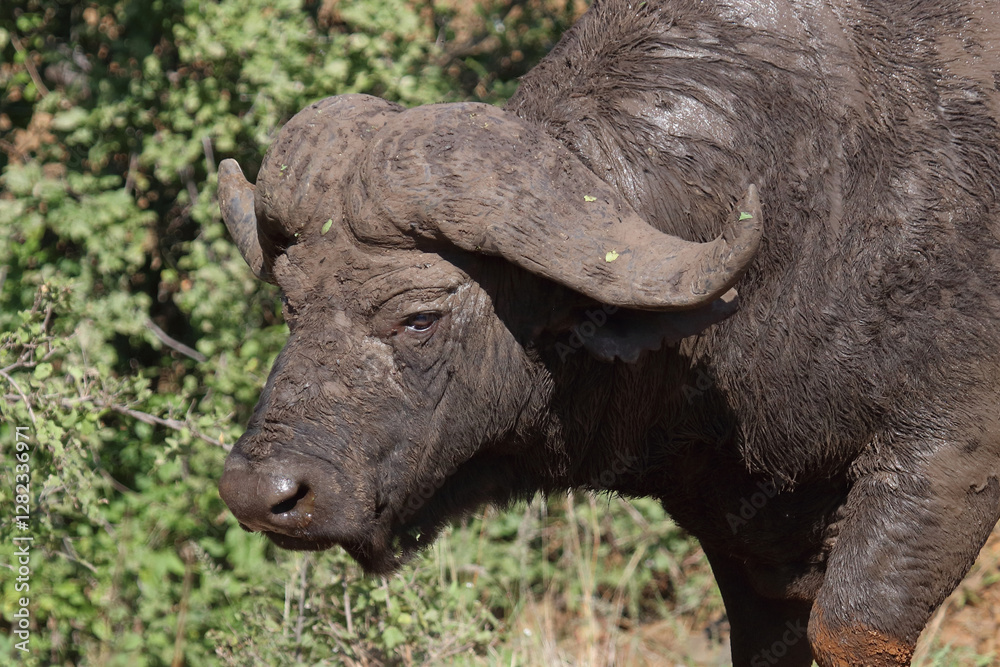 Fototapeta premium Kaffernbüffel / African buffalo / Syncerus caffer