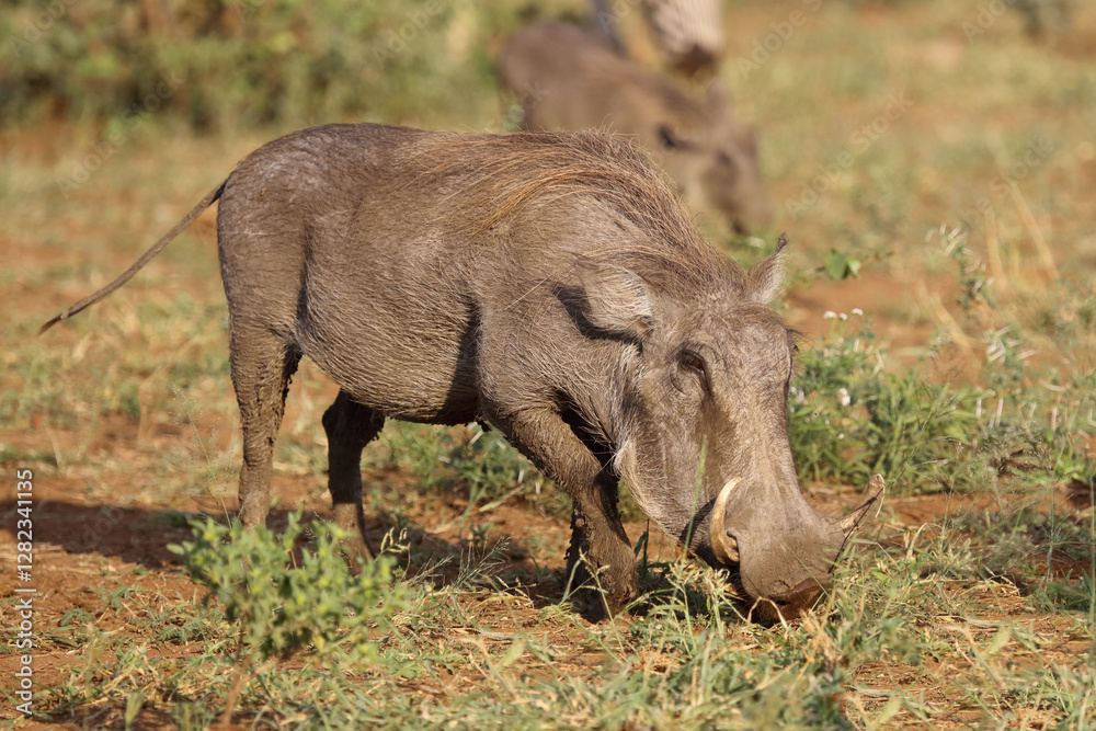 Warzenschwein / Warthog / Phacochoerus africanus Warzenschwein / Warthog / Phacochoerus africanus
