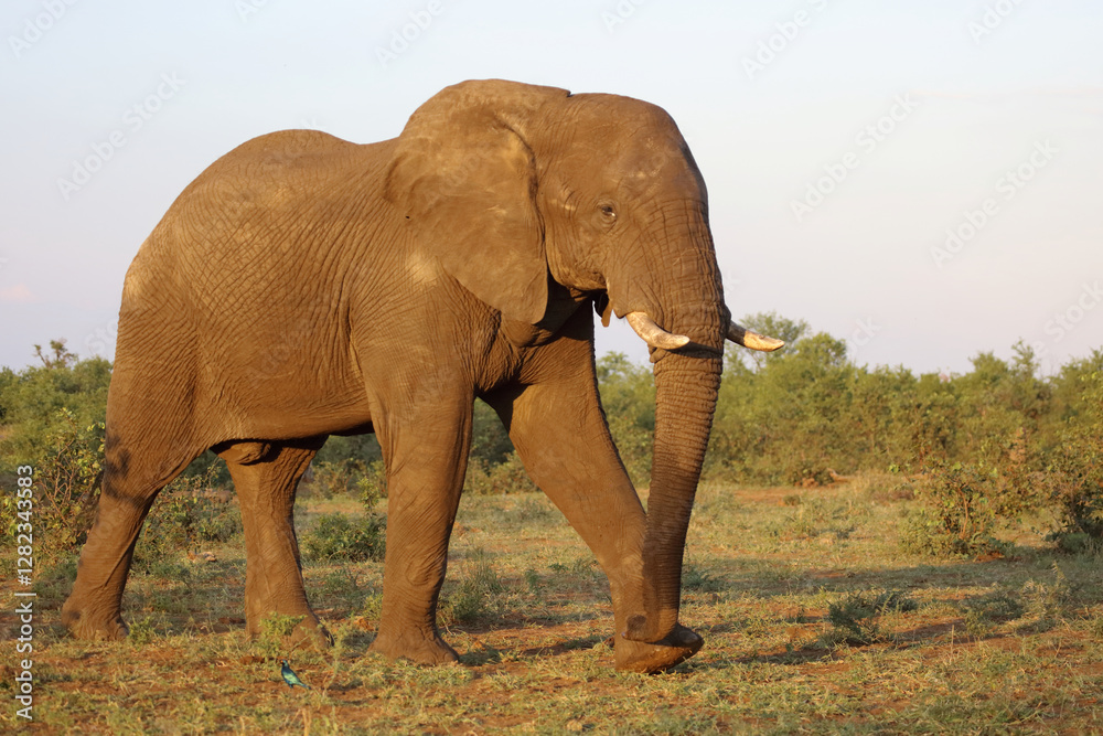 Obraz premium Afrikanischer Elefant / African elephant / Loxodonta africana