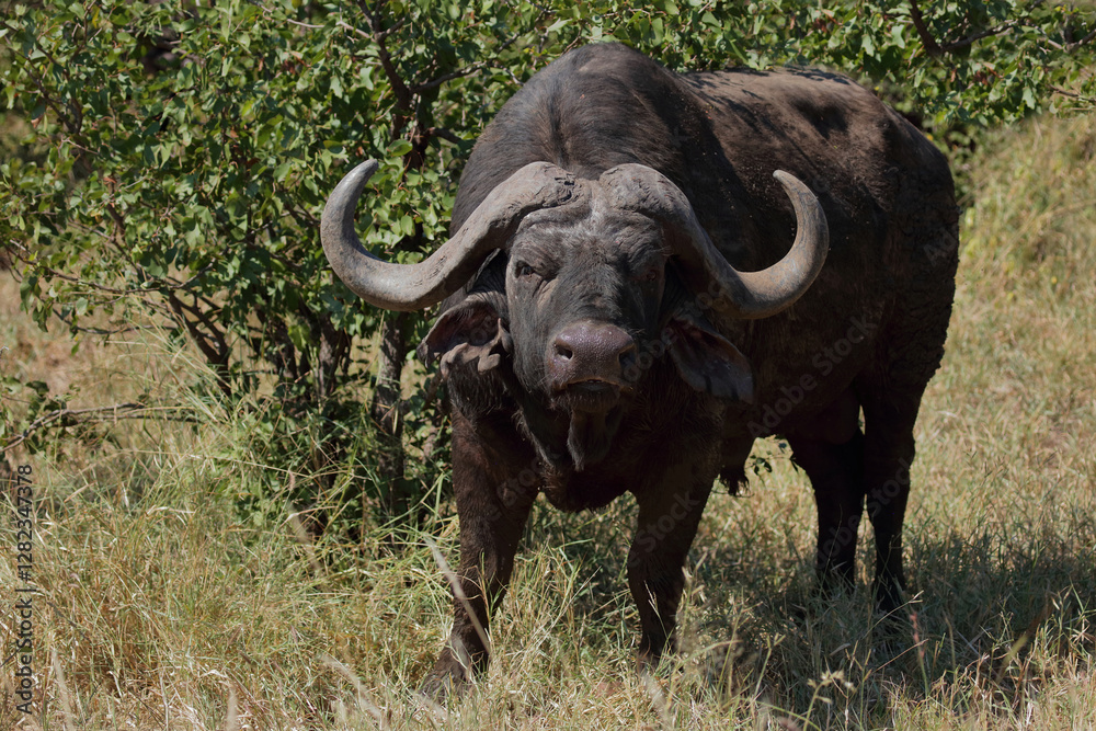 Fototapeta premium Kaffernbüffel / African buffalo / Syncerus caffer