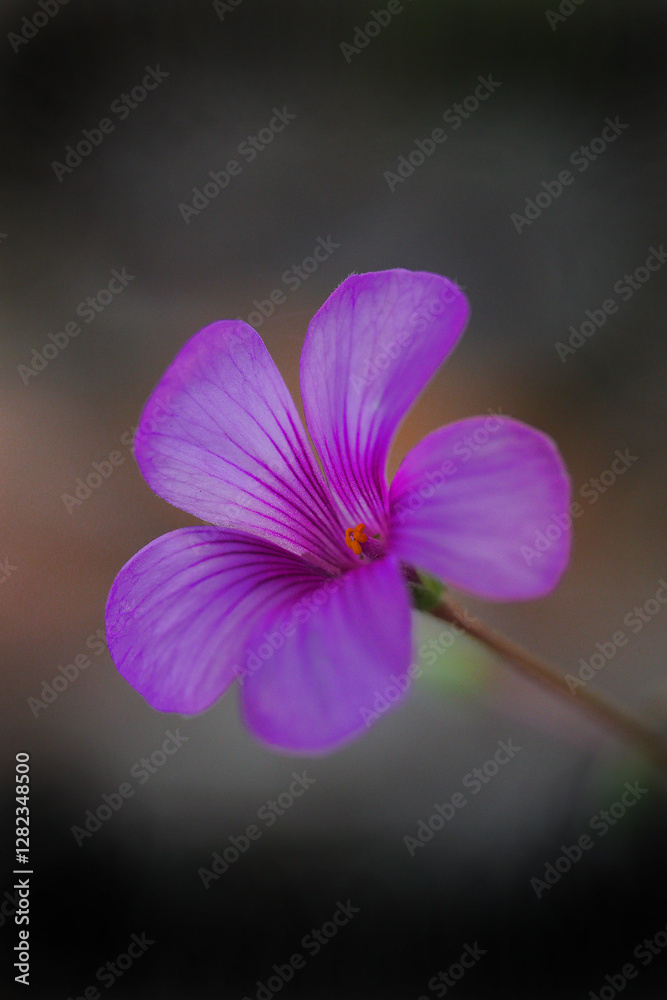 Fototapeta premium 幻想的なピンクのイモカタバミ