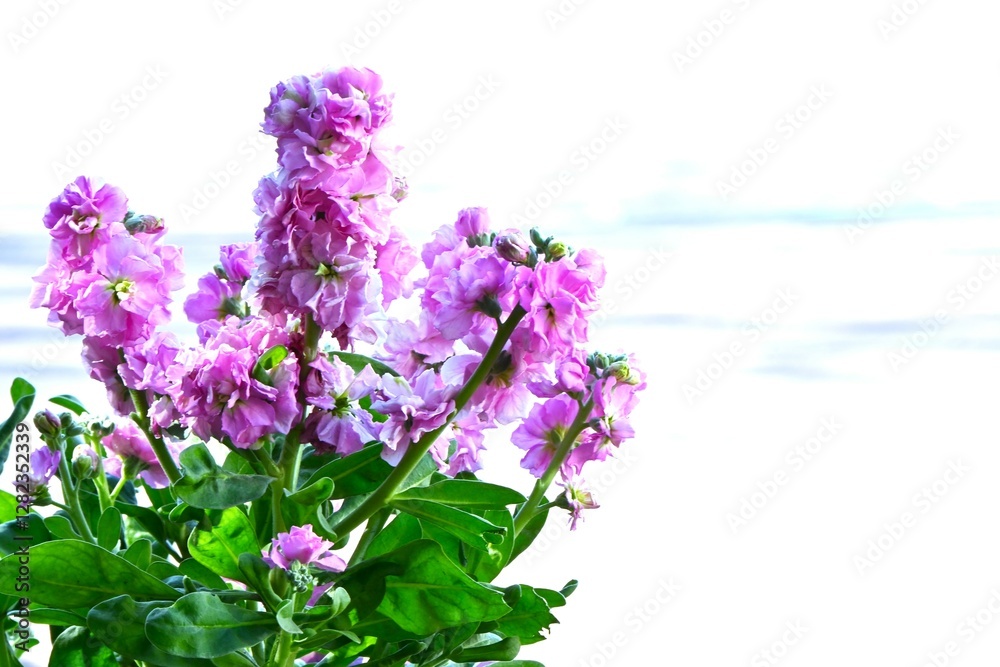 Garden stock ( Matthiola incana ) flowers.  Brassicaceae flowers  native to Southern Europe. They brighten up spring flower beds with their white, purple, pink, blue and pale yellow flowers.
