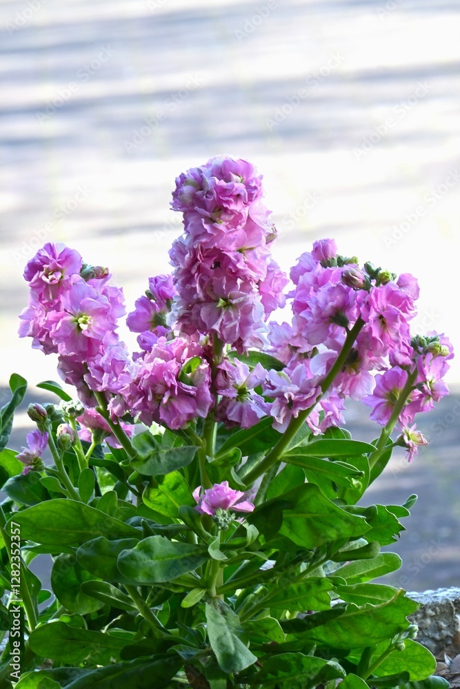 Garden stock ( Matthiola incana ) flowers. Brassicaceae flowers native to Southern Europe. They brighten up spring flower beds with their white, purple, pink, blue and pale yellow flowers. Garden stock ( Matthiola incana ) flowers. Brassicaceae flowers native to Southern Europe. They brighten up spring flower beds with their white, purple, pink, blue and pale yellow flowers.