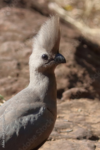 Graulärmvogel / Grey lourie or Grey go-away-bird / Corythaixoides concolor