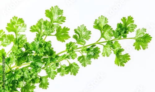 Wallpaper Mural Fresh green cilantro branch with vibrant leaves against a plain white background, ideal for culinary use Torontodigital.ca