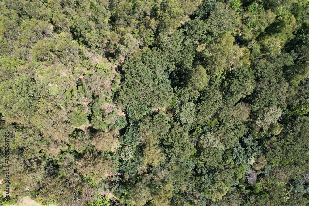 Uma imagem de uma floresta tropical obtida em um sobrevoo com drone, no Brasil. Uma imagem de uma floresta tropical obtida em um sobrevoo com drone, no Brasil.