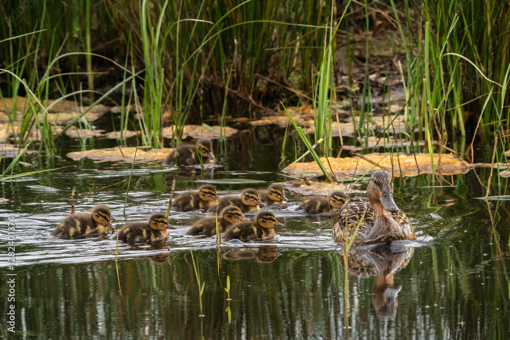 Fototapeta premium A family of wild ducks (mother and 9 cute baby ducklings) swimming in the pond among the green spring reeds. Mallards. France, Europe