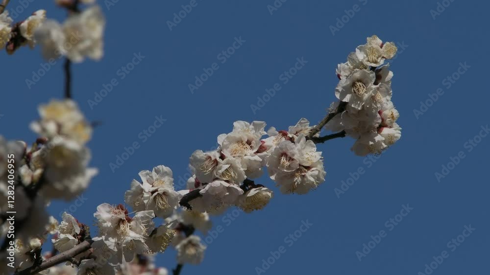 Tokyo, Japan - February 21, 2025:  Blossoms and white ume or Japanese apricot in Japan
