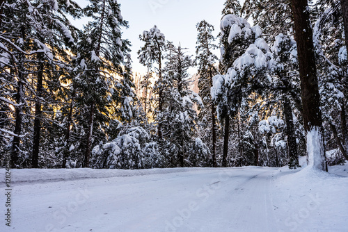 Wallpaper Mural Snow-covered forest road surrounded by tall, frosty trees. Torontodigital.ca
