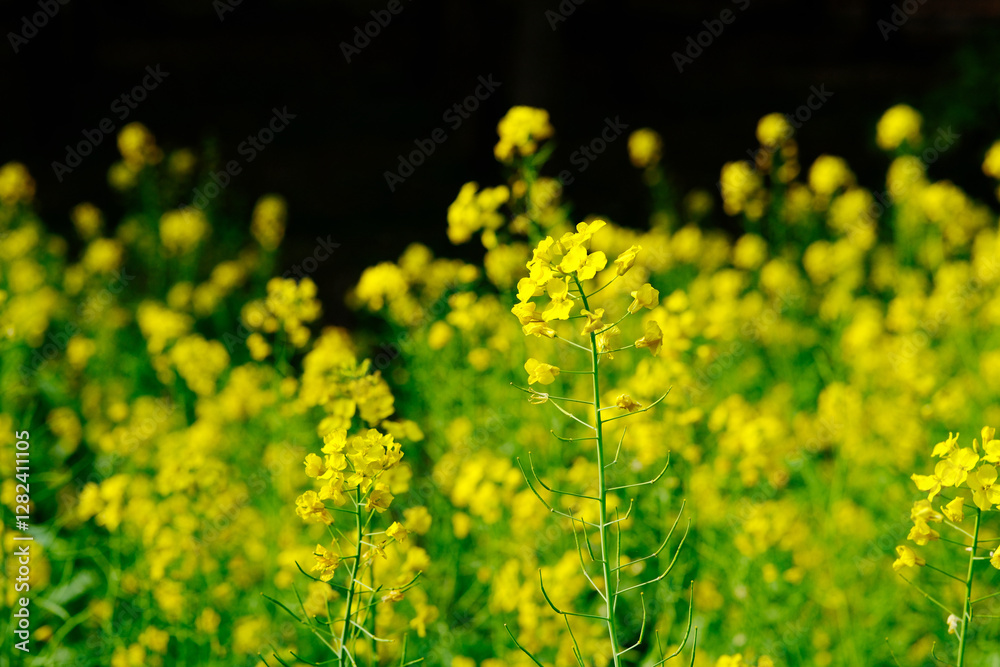 many yellow rape flowers plant in nature many yellow rape flowers plant in nature