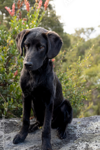 Wallpaper Mural Black dog on a rock in the mountain. Mountain dog. Traveling dog Torontodigital.ca