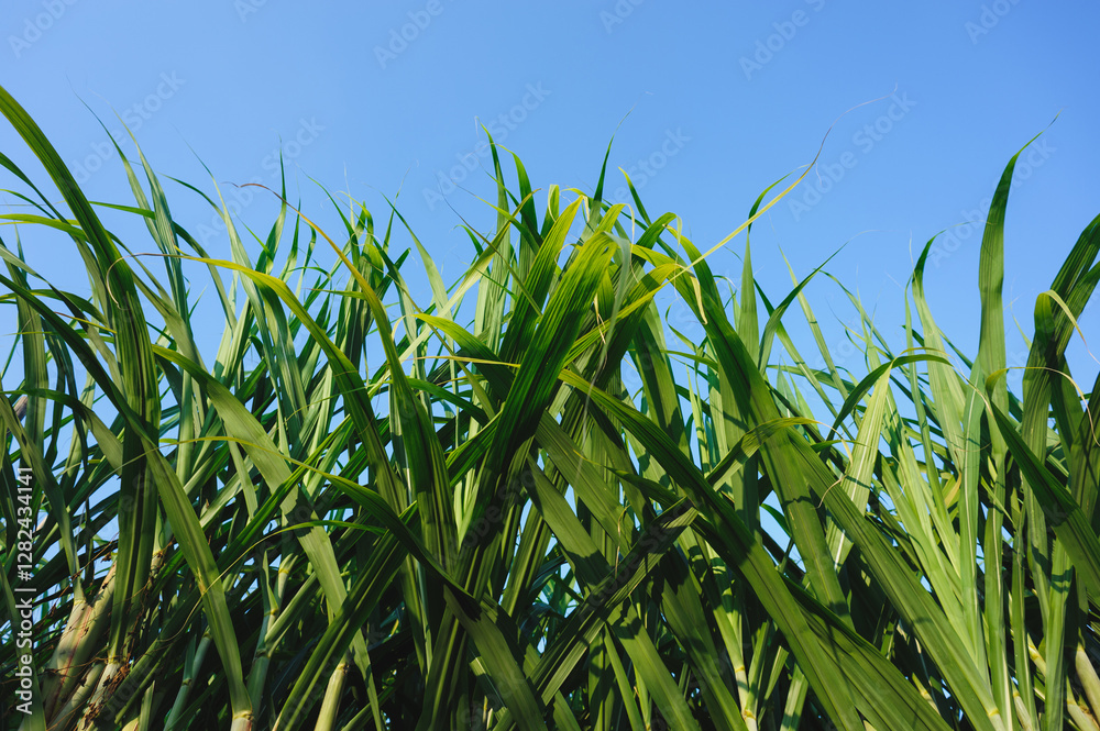 Fototapeta premium Sugarcane crops grow in field