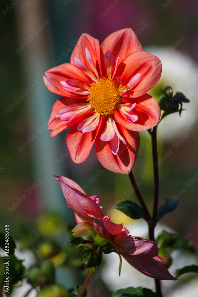 Beautiful Dahlia flowers in the topiary garden l in Newport, Rhode Island, USA