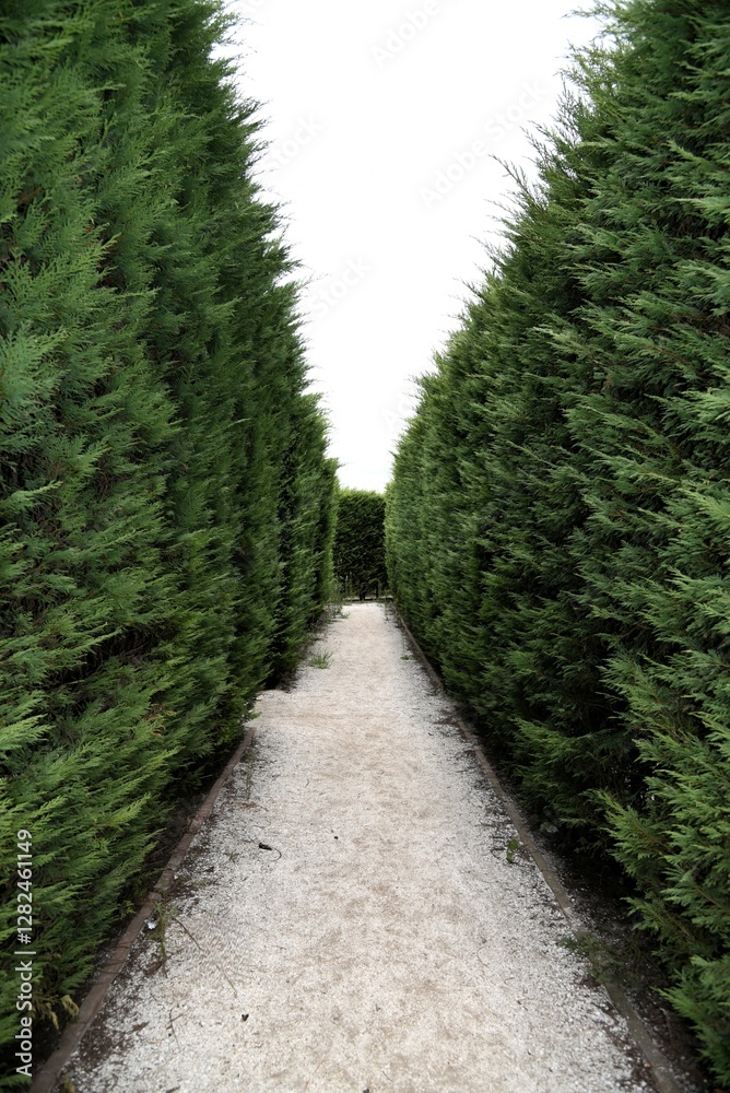 Fototapeta premium Evergreen hedge maze
