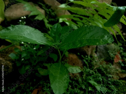 Wallpaper Mural close up photo of small leaves in a tropical forest  Torontodigital.ca
