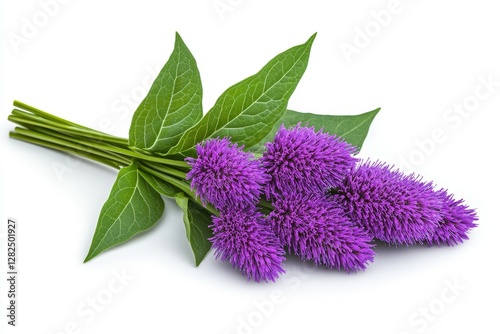 Vibrant Ironweed Tessen in Nature's Garden - Purple Botanical Flower Closeup on Transparent Background - Beautiful Flora for Creative Graphic Design & Commercial Use photo