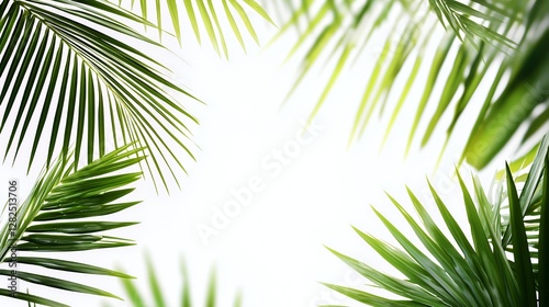 Bright Green Palm Leaves Frame on White Background