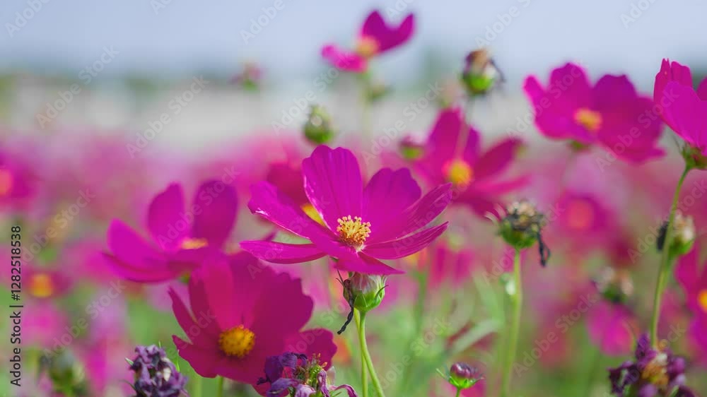 Close-up of vibrant pink cosmos flowers in full bloom, showcasing the beauty of nature and the essence of spring. Close-up of vibrant pink cosmos flowers in full bloom, showcasing the beauty of nature and the essence of spring.