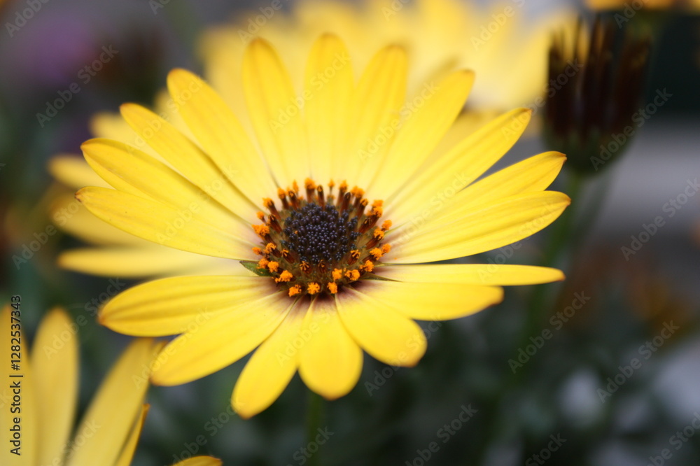 Obraz premium Yellow flower