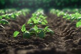 Plants growing in rows of soil