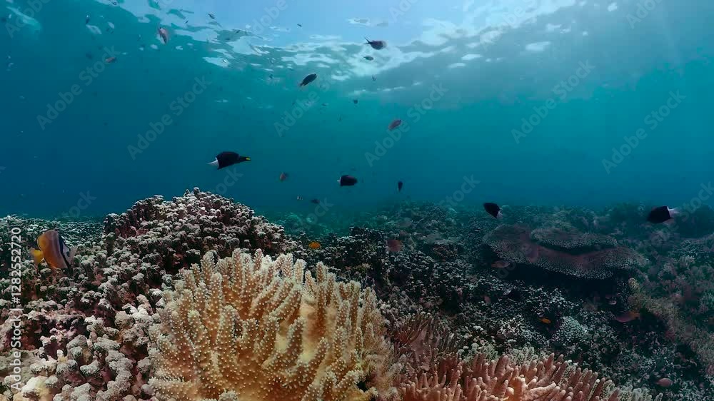 Tropical fishes and coral reef at diving. Beautiful underwater world with corals and fish. Tropical fishes and coral reef at diving. Beautiful underwater world with corals and fish.