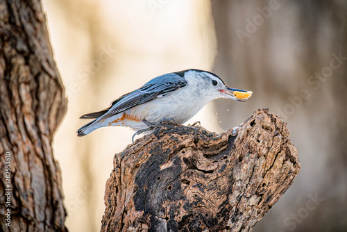 Bild auf Leinwand White-breasted nuthatch holding sunflower seed on weathered tree stump