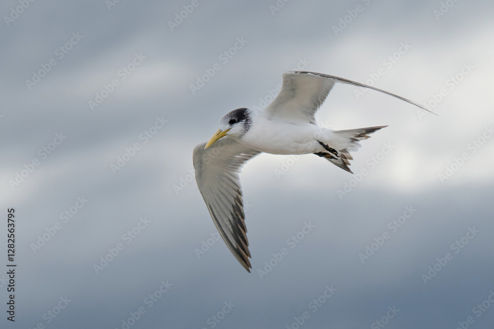 Little Tern Little Tern