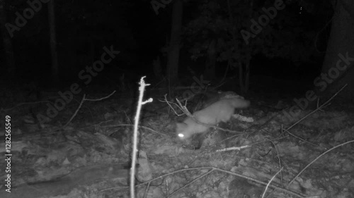 wild red fox in forest at night
