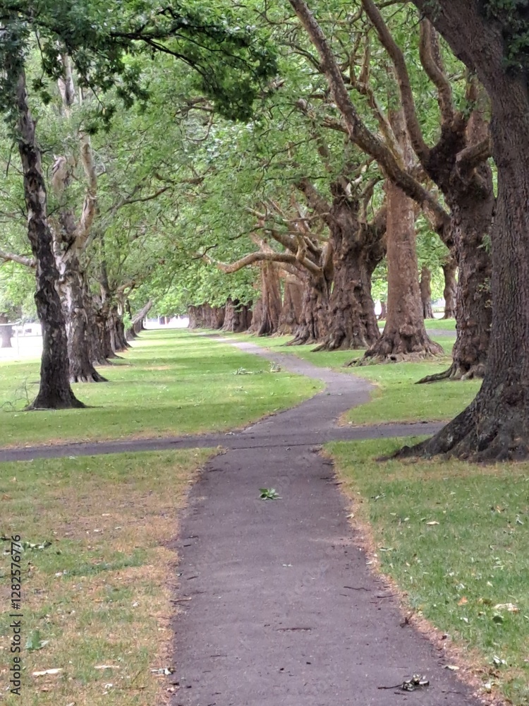 Fototapeta premium path in the park