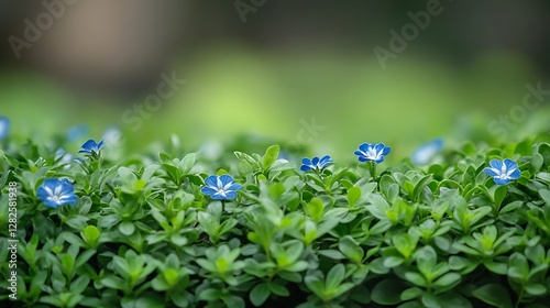 Tiny blue flowers in green foliage