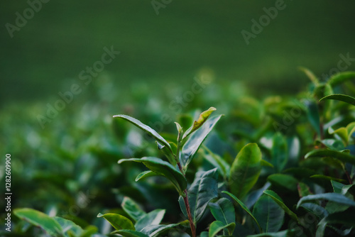 Tea plantation, Tea leaf shoots are used to make tea.