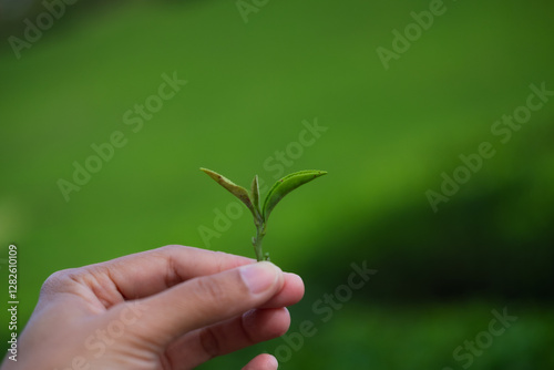 Close up of green tea leaf shoots at organic tea garden.