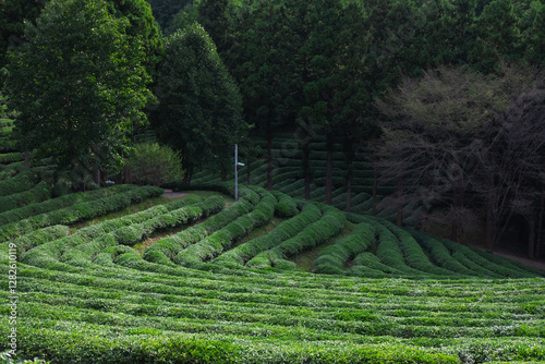 Green tea plantation in early morning, scenery on the mountain.