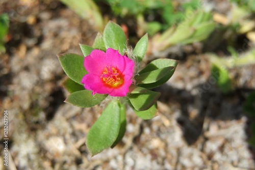 Common purslane plant Portulaca Oleracea in Florida nature, closeup photo