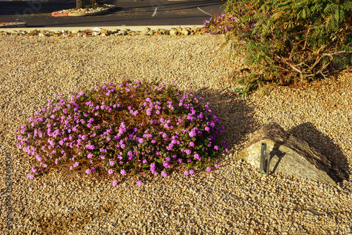 Flowering low rise shrub of Lantana Montevidensis used in desert style xeriscaping all over Phoenix, Arizona photo