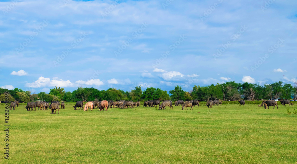 Herd of buffalo and the nature of the green grassland. Herd of buffalo and the nature of the green grassland.