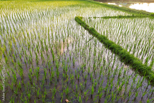 Field of newly planted rice at sunset in the village