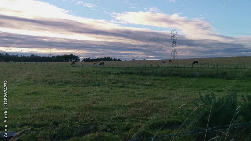 Vast Green Field Stretching Across a Long Panoramic View of Scottish Nature, cows on fields – Rolling Hills and Serene Countryside Under a Clear Sky Vast Green Field Stretching Across a Long Panoramic View of Scottish Nature, cows on fields – Rolling Hills and Serene Countryside Under a Clear Sky