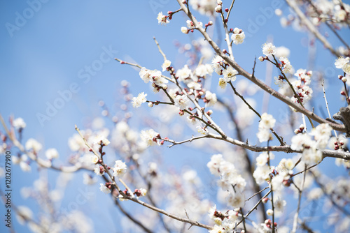 背景素材に使いやすい早春のイメージ　青空の梅の花
