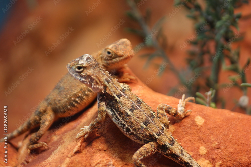 Fototapeta premium Desert Lizards