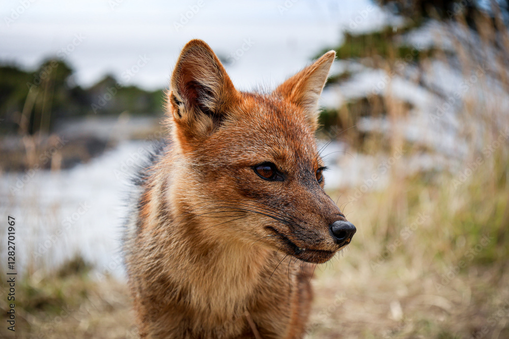 Fototapeta premium Patagonian fox close-up in Punta Arenas, Chile (Lycalopex culpaeus)