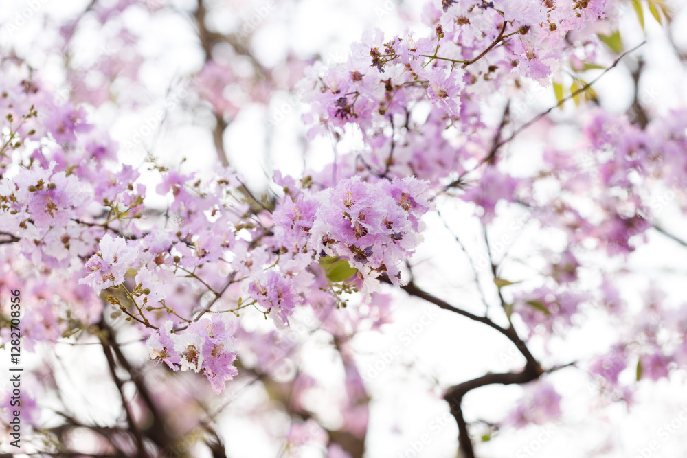 Queen's Flower or Inthanin flower in Thailand, Queen,s crape myrtle, Pride of India, Jarul, banaba plant, Lagerstroemia speciosa, cheerful blooming in park. Queen's Flower or Inthanin flower in Thailand, Queen,s crape myrtle, Pride of India, Jarul, banaba plant, Lagerstroemia speciosa, cheerful blooming in park.