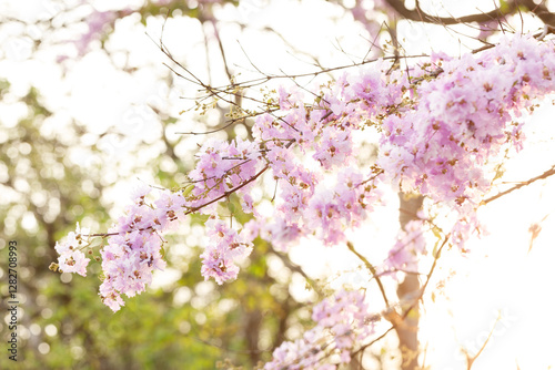 Queen's Flower or Inthanin flower in Thailand, Queen,s crape myrtle, Pride of India, Jarul, banaba plant, Lagerstroemia speciosa, cheerful blooming in park. photo