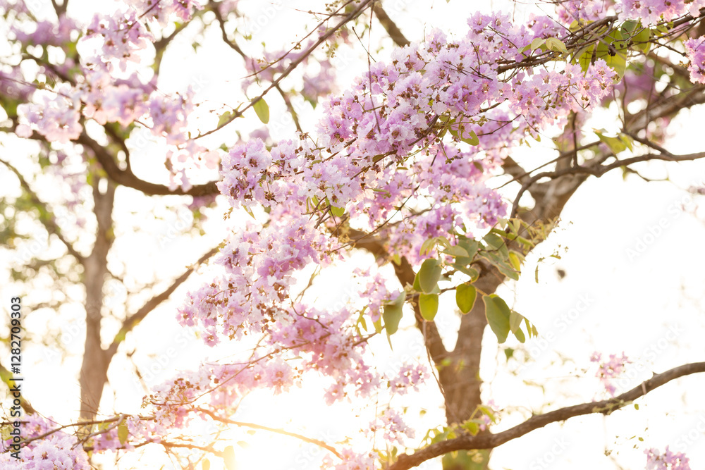 Queen's Flower or Inthanin flower in Thailand, Queen,s crape myrtle, Pride of India, Jarul, banaba plant, Lagerstroemia speciosa, cheerful blooming in park. Queen's Flower or Inthanin flower in Thailand, Queen,s crape myrtle, Pride of India, Jarul, banaba plant, Lagerstroemia speciosa, cheerful blooming in park.