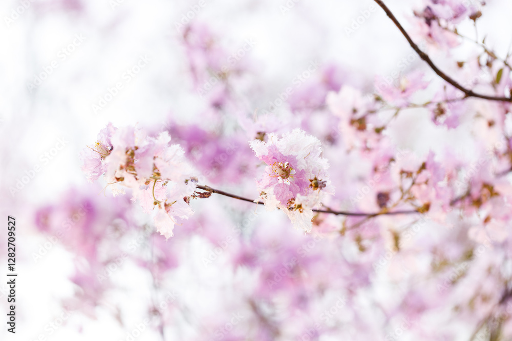 Queen's Flower or Inthanin flower in Thailand, Queen,s crape myrtle, Pride of India, Jarul, banaba plant, Lagerstroemia speciosa, cheerful blooming in park. Queen's Flower or Inthanin flower in Thailand, Queen,s crape myrtle, Pride of India, Jarul, banaba plant, Lagerstroemia speciosa, cheerful blooming in park.