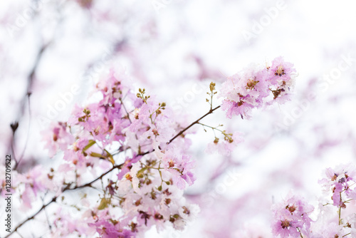 Queen's Flower or Inthanin flower in Thailand, Queen,s crape myrtle, Pride of India, Jarul, banaba plant, Lagerstroemia speciosa, cheerful blooming in park. photo