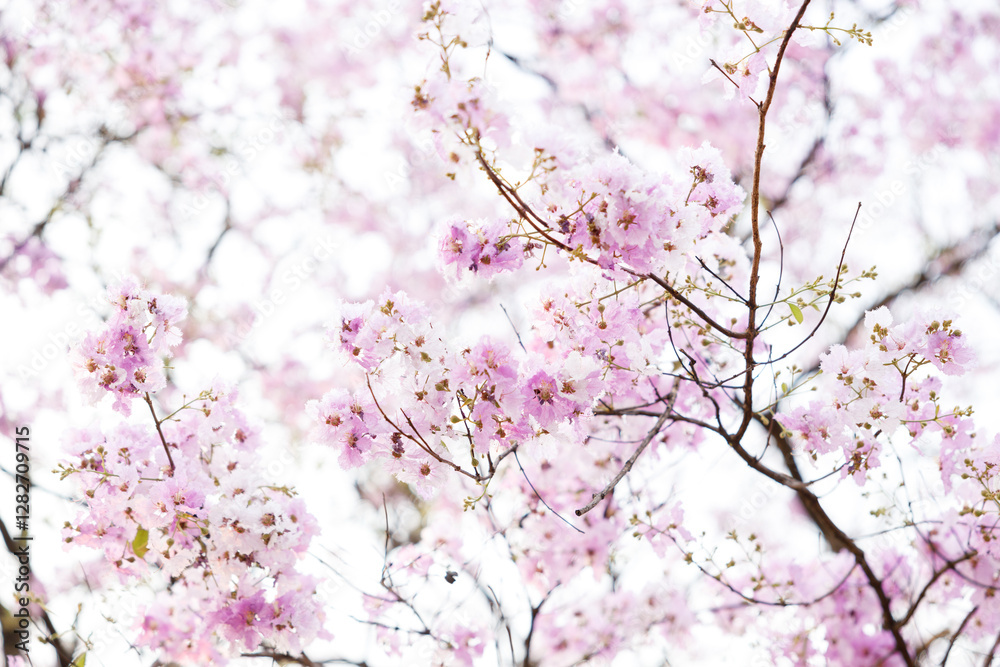 Queen's Flower or Inthanin flower in Thailand, Queen,s crape myrtle, Pride of India, Jarul, banaba plant, Lagerstroemia speciosa, cheerful blooming in park. Queen's Flower or Inthanin flower in Thailand, Queen,s crape myrtle, Pride of India, Jarul, banaba plant, Lagerstroemia speciosa, cheerful blooming in park.