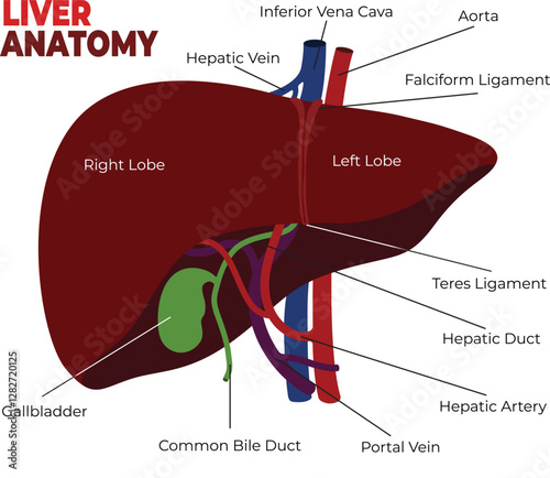 illustration of liver anatomy simple diagram