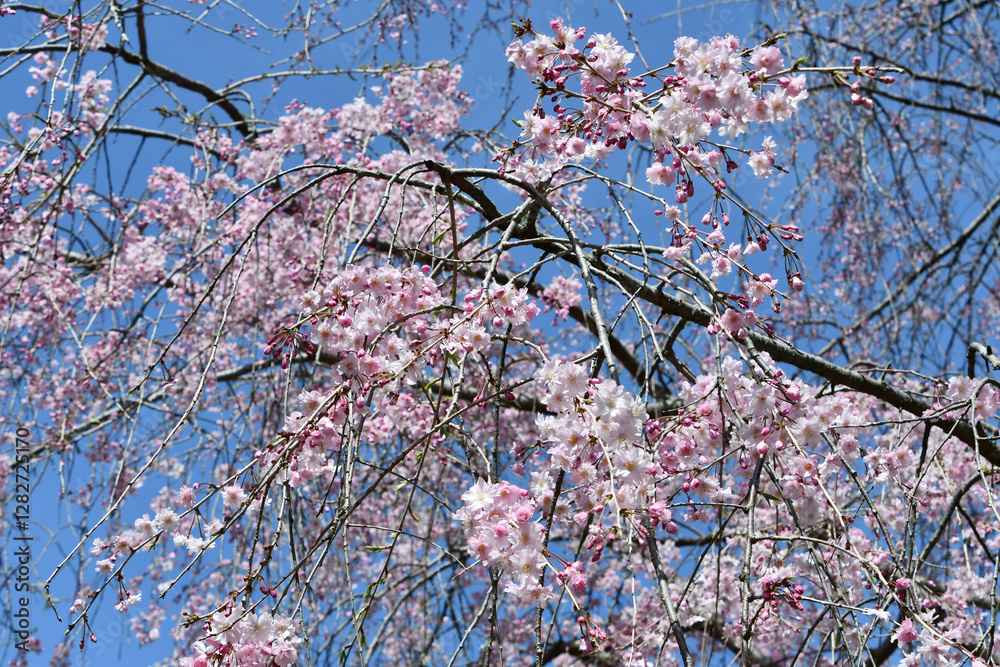 Fototapeta premium 桜「ヤエベニシダレ」枝垂れ桜 